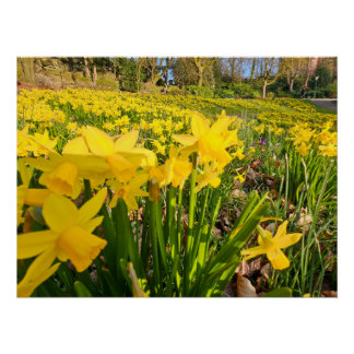 Poster Daffodiques