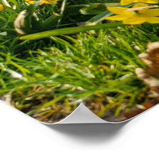 Poster Daffodiques (Coin)