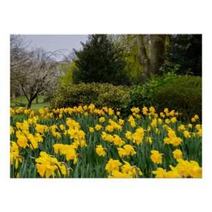 Poster Daffodiques