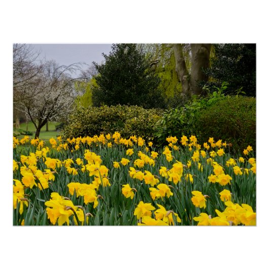 Poster Daffodiques (Devant)