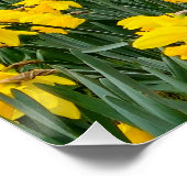 Poster Daffodiques (Coin)