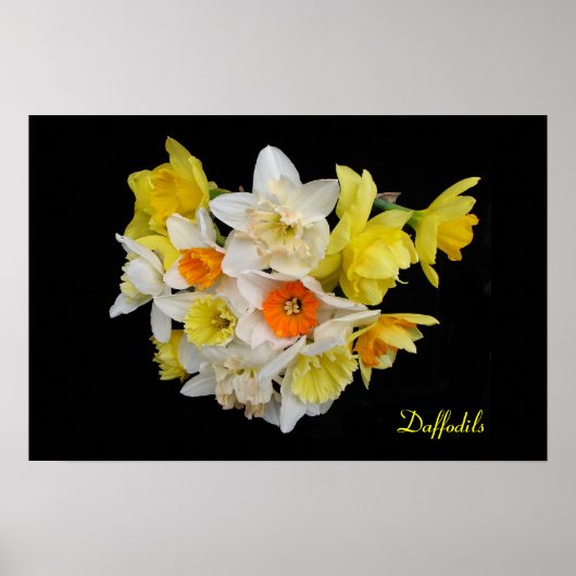 Poster Daffodiques (Devant)