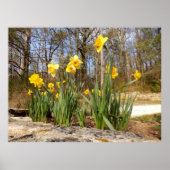 Poster Daffodiques à l'affiche de Pâques (Devant)
