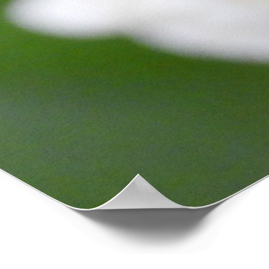 Poster Daffodiques blanches de Tulipe rose (Coin)