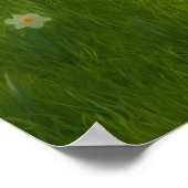 Poster Daffodiques de printemps (Coin)