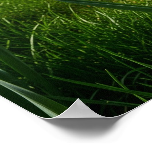 Poster Daffodiques en fleur (Coin)