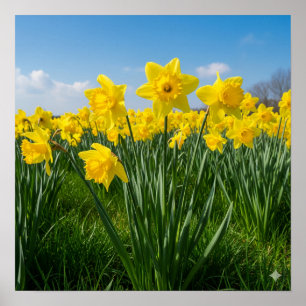 Poster Daffodiques en fleur