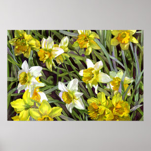 Poster Daffodiques Imprimer