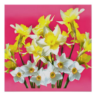 Poster Daffodiques Jaunes Et Blanc Narcissi Viva Magenta