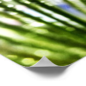 Poster d'Agapanthus (Coin)