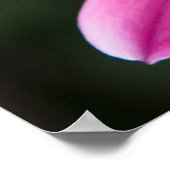 Poster Dahlia (Coin)