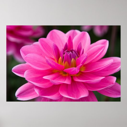 Poster Dahlia (Devant)