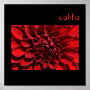 Poster Dahlia