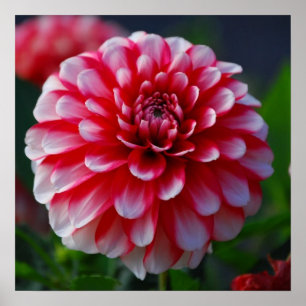 Poster Dahlia