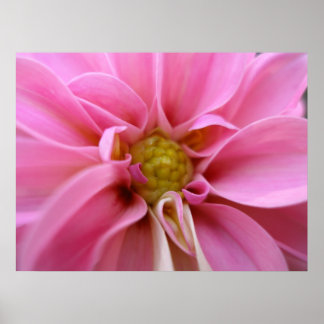 Poster Dahlia