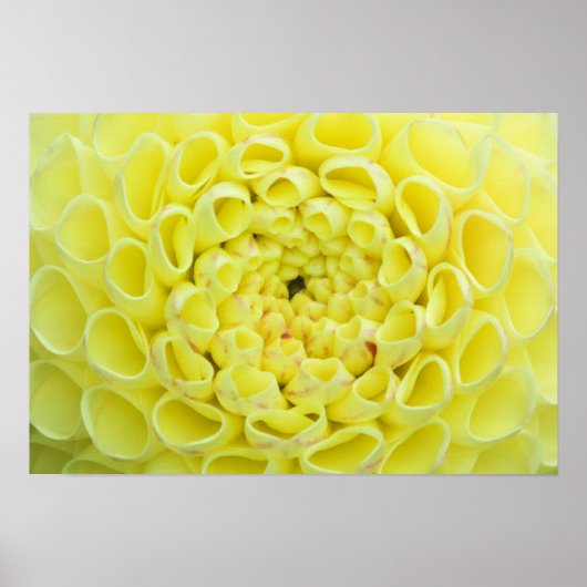 Poster Dahlia (Devant)