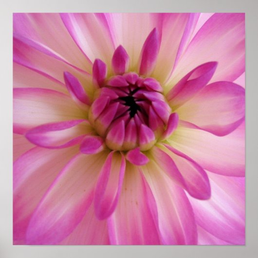 Poster Dahlia (Devant)