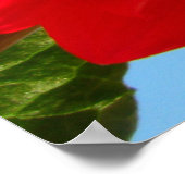 Poster dahlia (Coin)