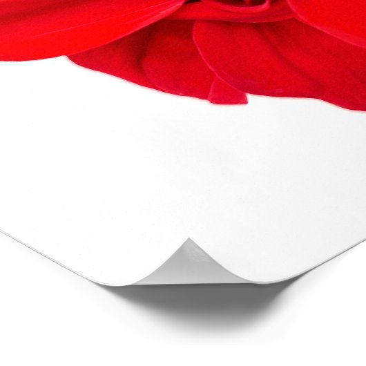 Poster Dahlia Bishop Red (Coin)