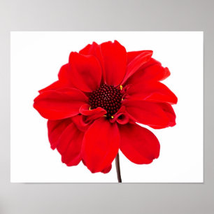 Poster Dahlia Bishop Red