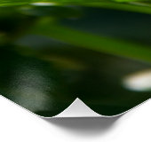 Poster Dahlia blanche dans la photo du jardin (Coin)