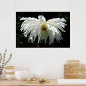 Poster Dahlia blanche pleur (Cuisine)