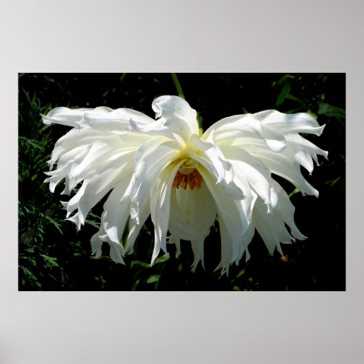 Poster Dahlia blanche pleur (Devant)