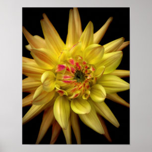 Poster Dahlia Corona jaune