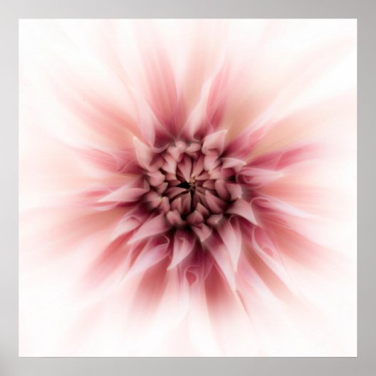 Poster Dahlia Dream (Devant)