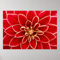 Dahlia en gros plan