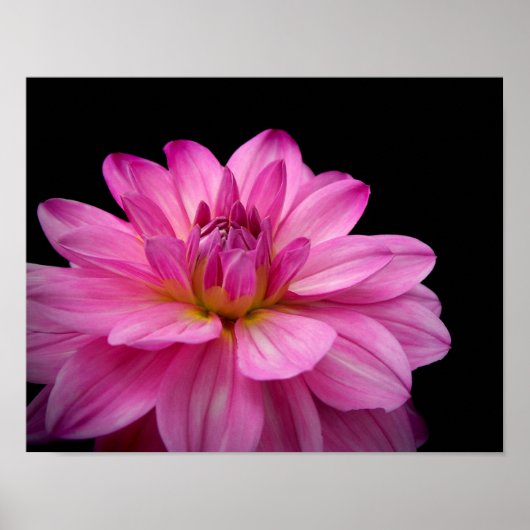 Poster Dahlia Figurine rose (Devant)