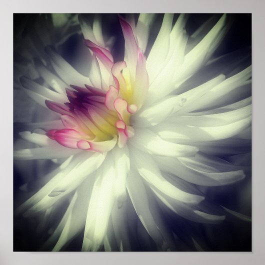 Poster Dahlia Fleur Noir Et Blanc Partiel Couleur (Devant)