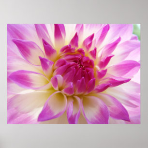 Poster Dahlia Images de fleurs rose blanc Dahlias d'été