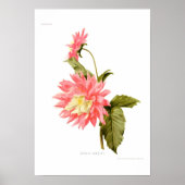 Poster Dahlia 'Loreley' (Devant)