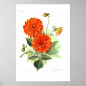 Poster Dahlia 'Orange Fire King' (Devant)