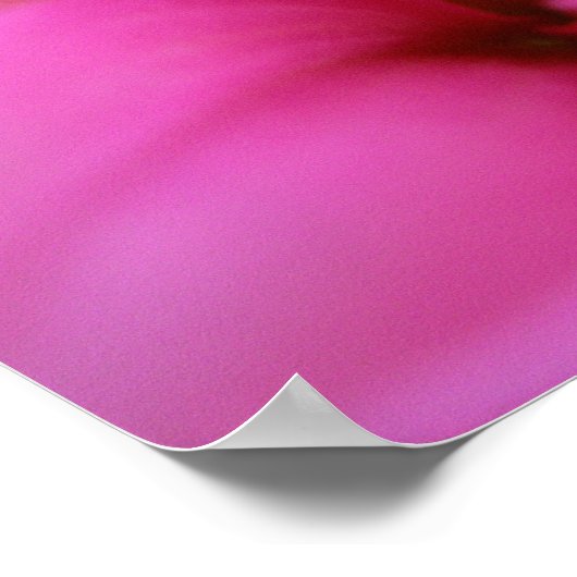 Poster Dahlia rose chaud (Coin)