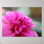 Poster Dahlia rose chaud (Devant)