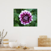 Poster Dahlia violet blanc (Cuisine)