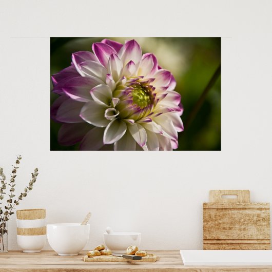 Poster Dahlia violet et blanche (Cuisine)