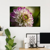 Poster Dahlia violet et blanche (Bureau à domicile)