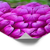 Poster Dahlias.... (Coin)
