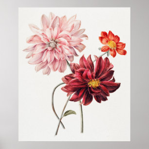 Poster Dahlias par Willem Hekking 