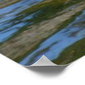 Poster d'Aiguille gracieuse et de canard (Coin)