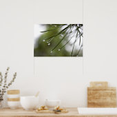 Poster d'aiguilles de pin avec Raindrops (Cuisine)