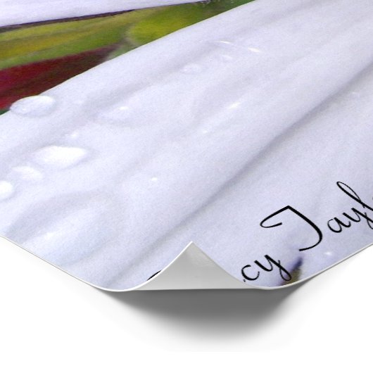 Poster Daisée trempée 5 (Coin)