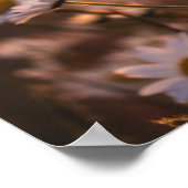 Poster Daisées oculaires du coucher de soleil (Coin)