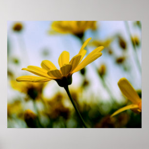 Poster Daisers