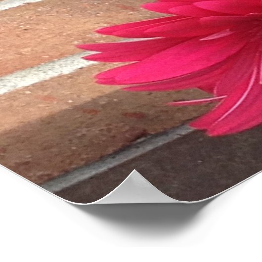 Poster Daisies Fleurs Beauté (Coin)