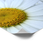 Poster Daisies marguerites (Coin)
