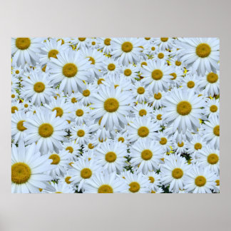 Poster Daisies marguerites